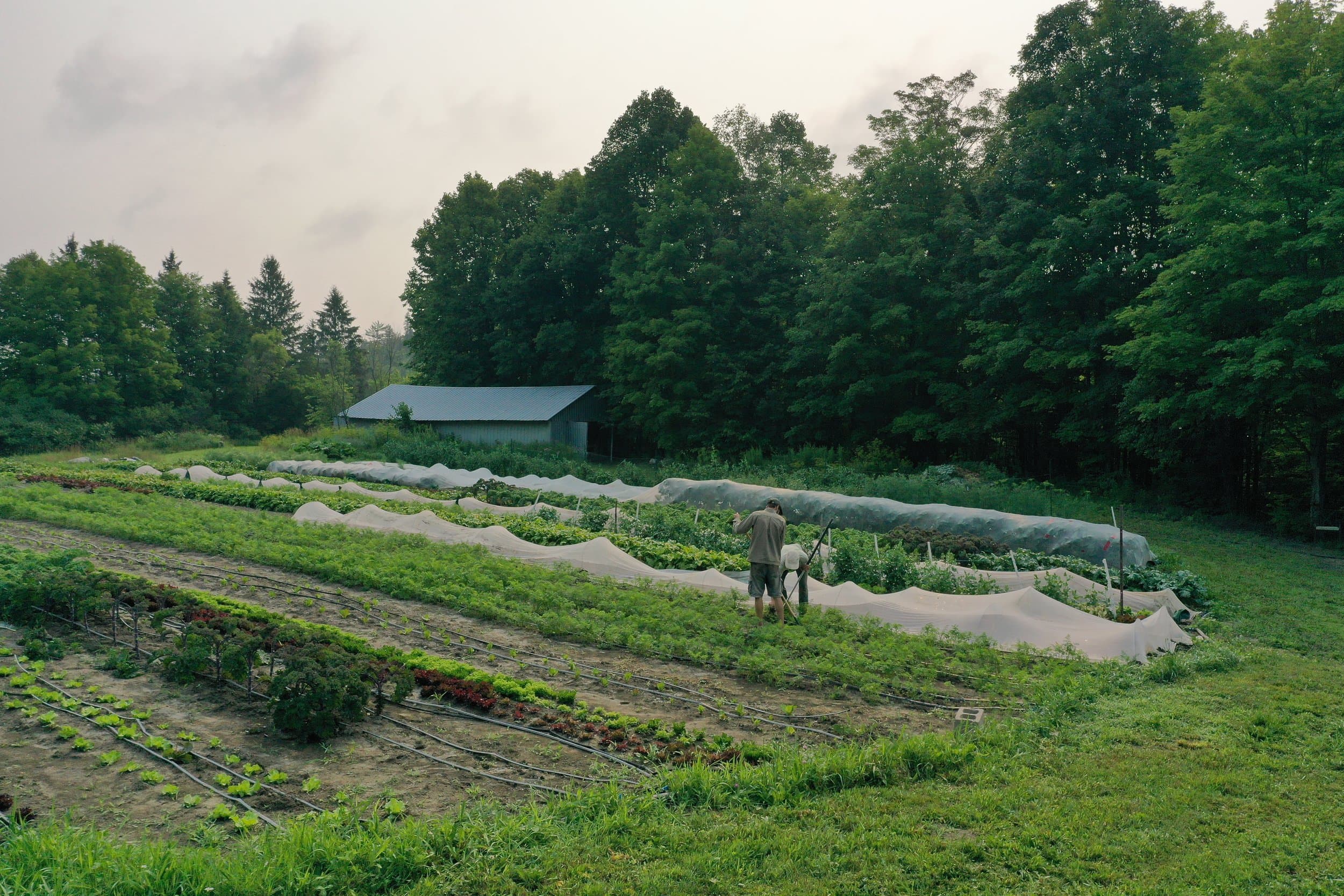 Aerial view of a market garden