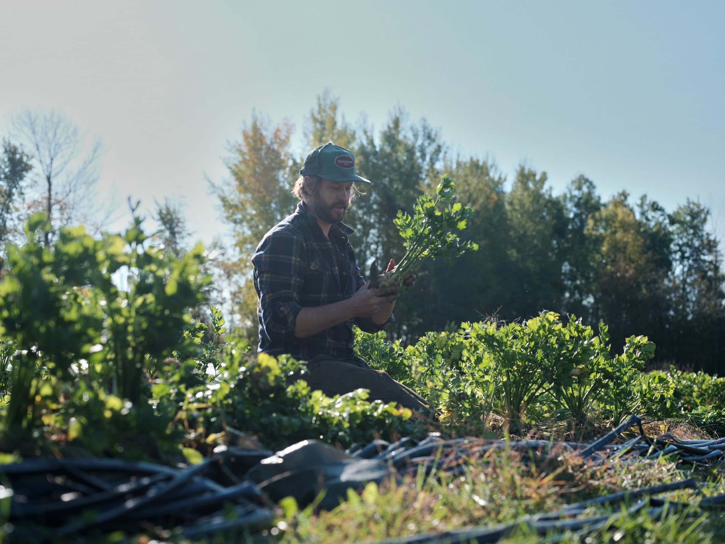 Market gardener inspecting a celery harvest