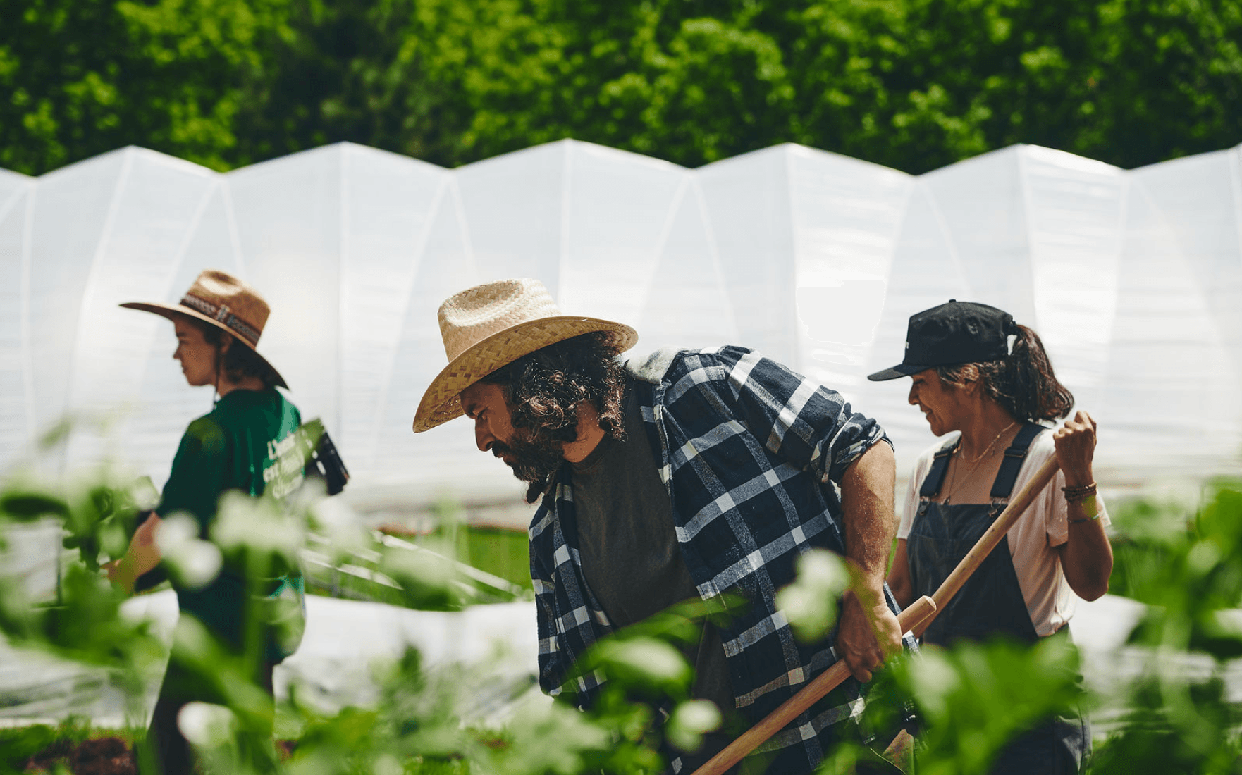 Three farmers working together in a field